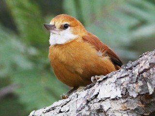 Great Xenops - eBird