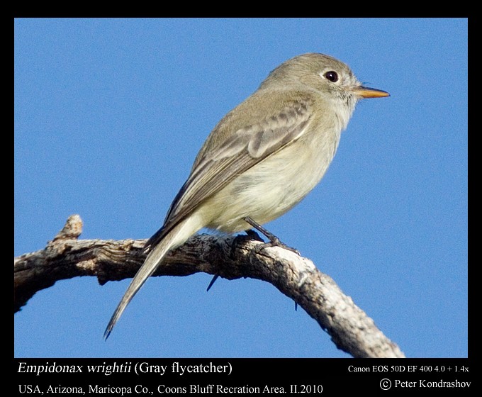 Gray Flycatcher - ML185975471