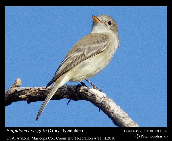 Gray Flycatcher - ML185975491