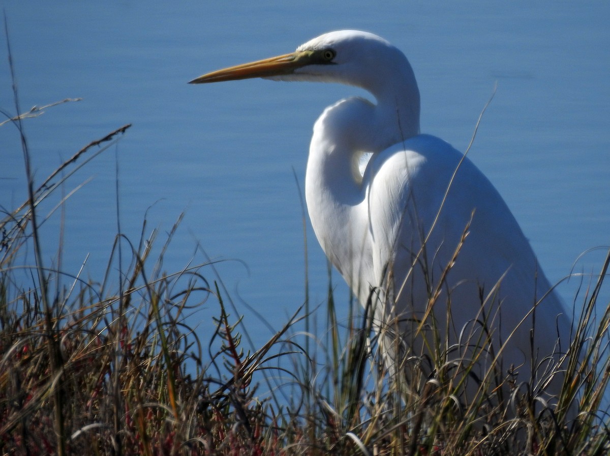 Great Egret - Brian Carruthers