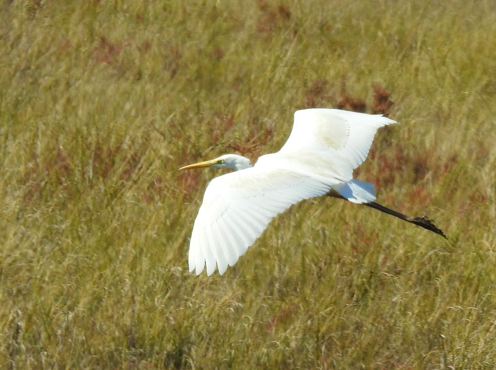 Great Egret - Brian Carruthers