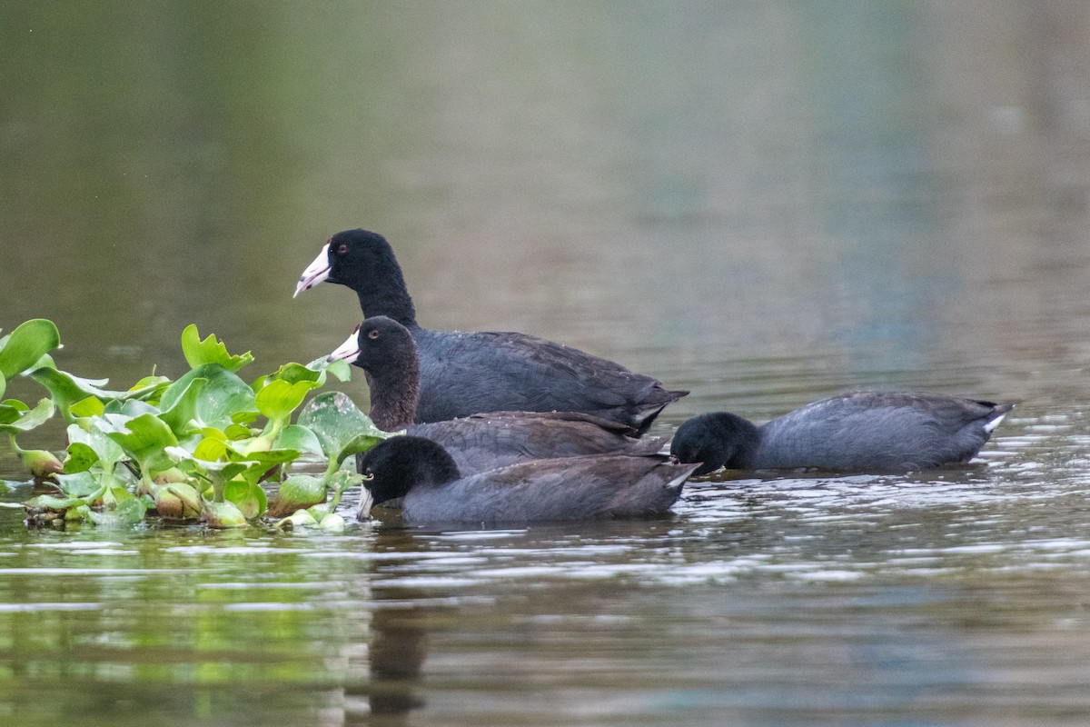 American Coot - André Beauchesne