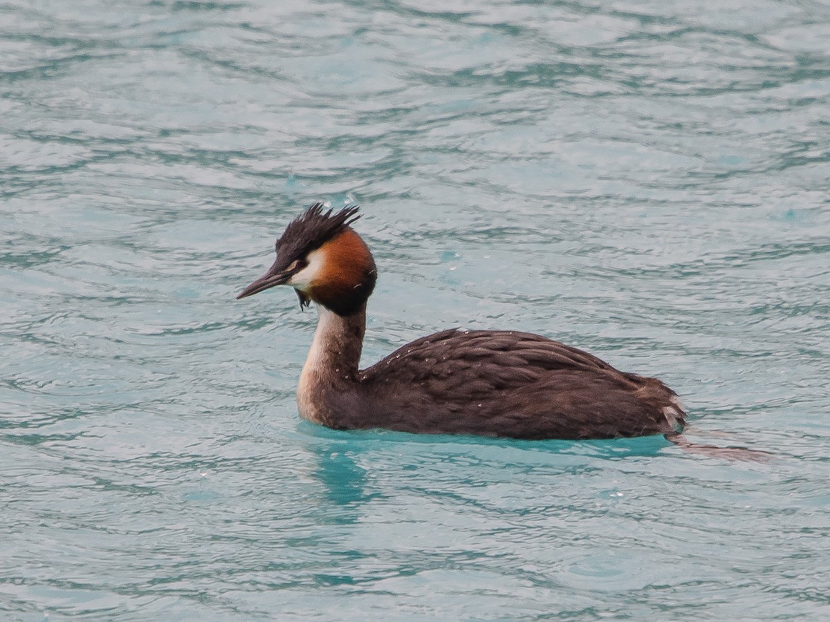 Great Crested Grebe - ML185978931