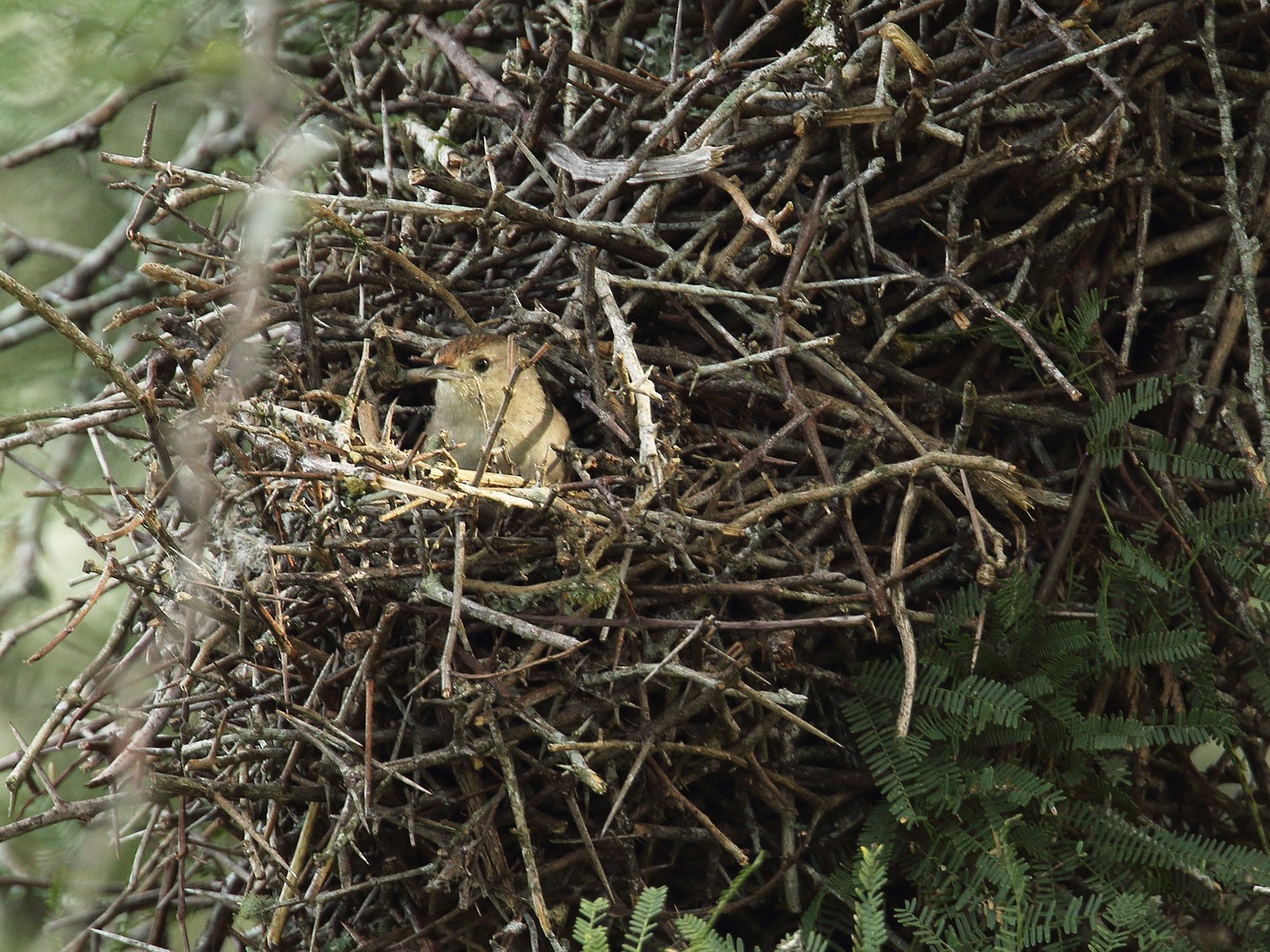 Little Thornbird - Martjan Lammertink