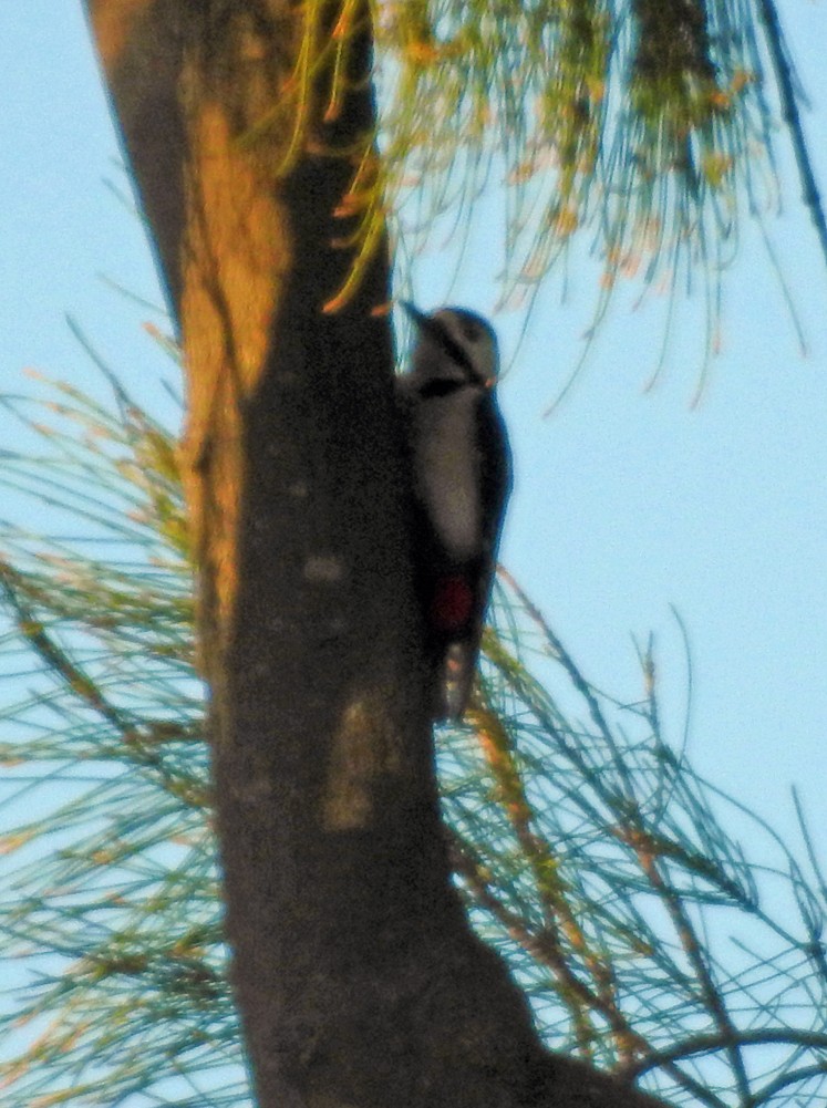 Great Spotted Woodpecker - Brian Carruthers