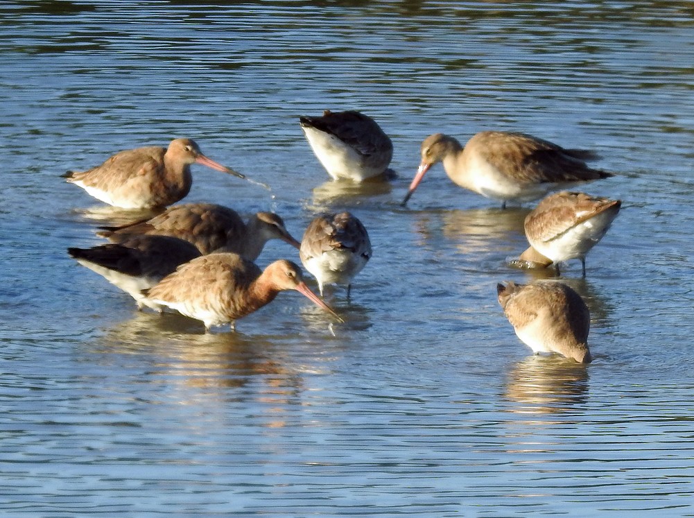 Black-tailed Godwit - Brian Carruthers