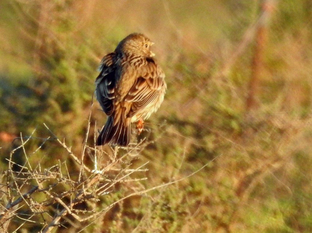 Corn Bunting - Brian Carruthers