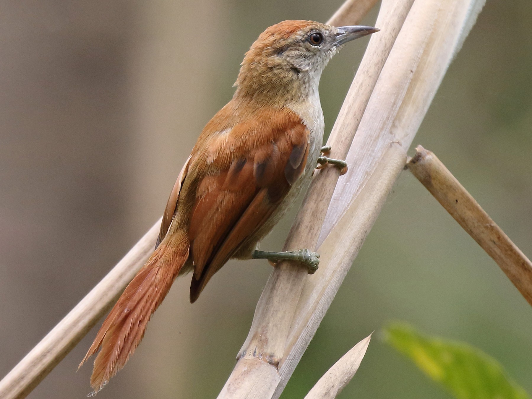 Parker's Spinetail - Myles McNally
