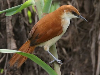  - Red-and-white Spinetail