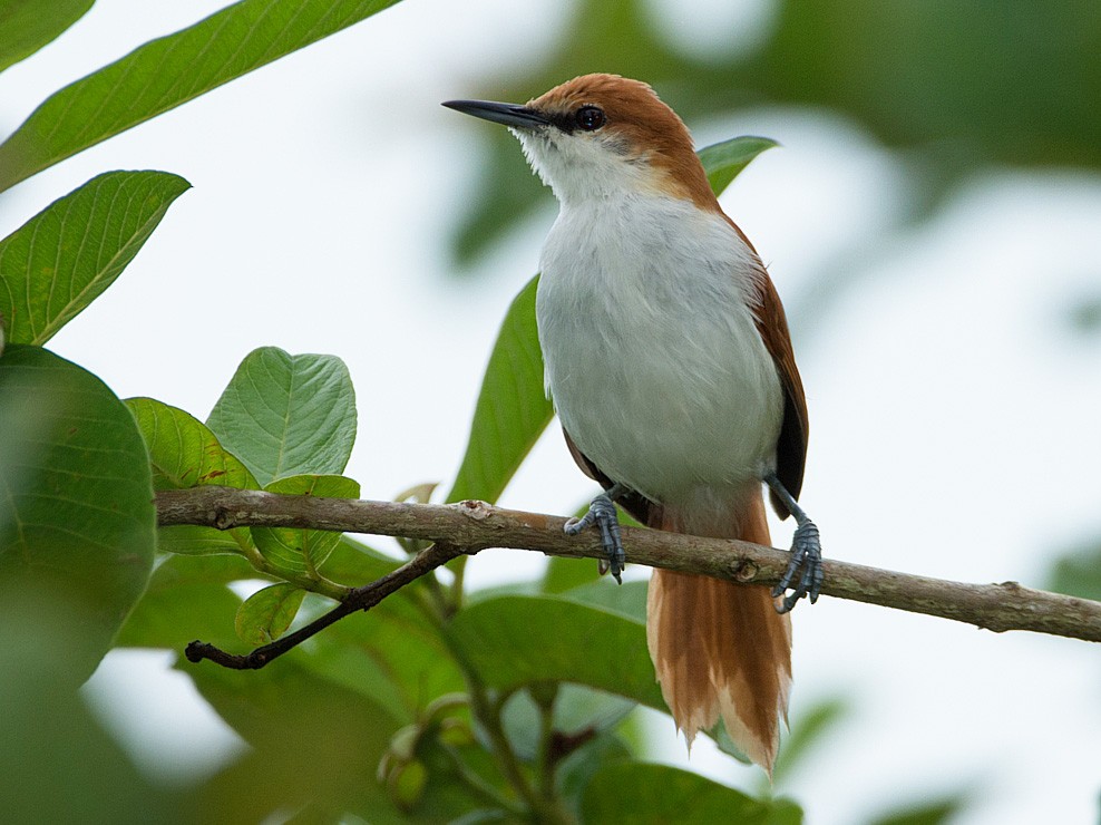 Red-and-white Spinetail - LUCIANO BERNARDES