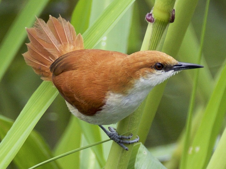 Red-and-white Spinetail - Nicole Desnoyers