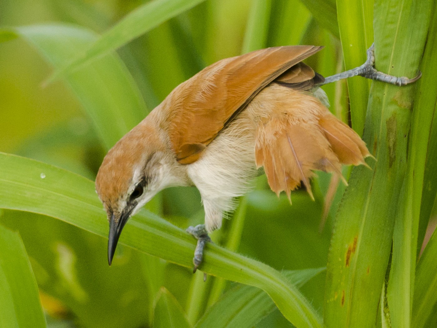 Red-and-white Spinetail - Claudia Brasileiro