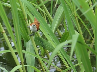  - Red-and-white Spinetail