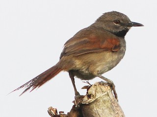  - White-bellied Spinetail