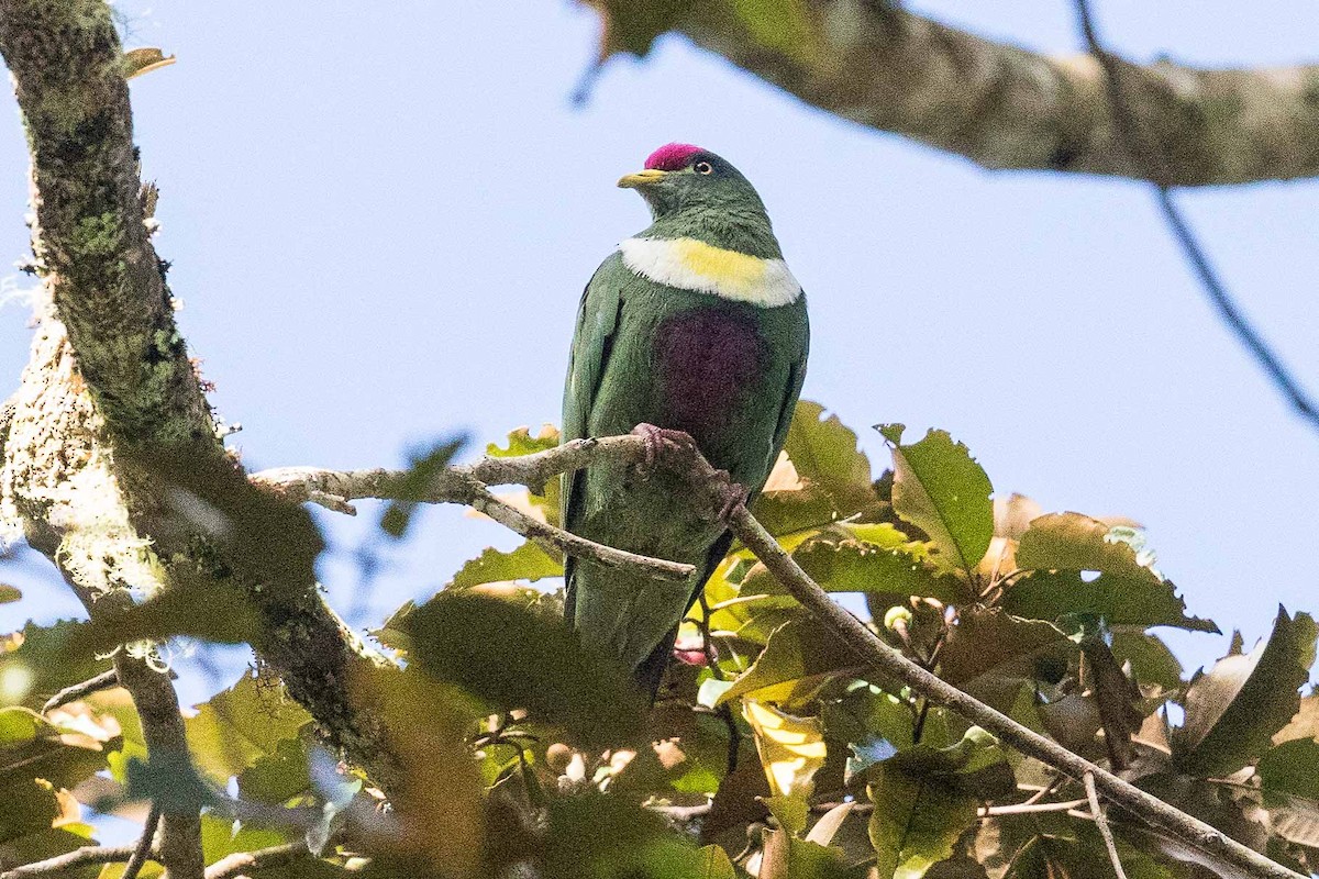 White-breasted Fruit-Dove - ML185988371