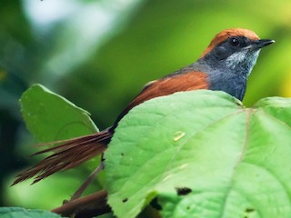  - Pinto's Spinetail