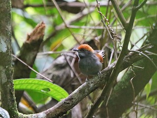  - Pinto's Spinetail