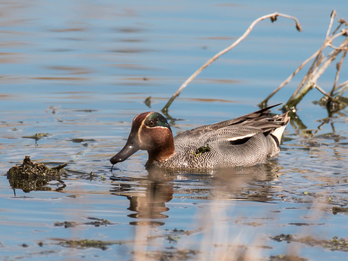 Green-winged Teal - ML185992541