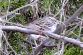 Chipping Sparrow - ML185992551