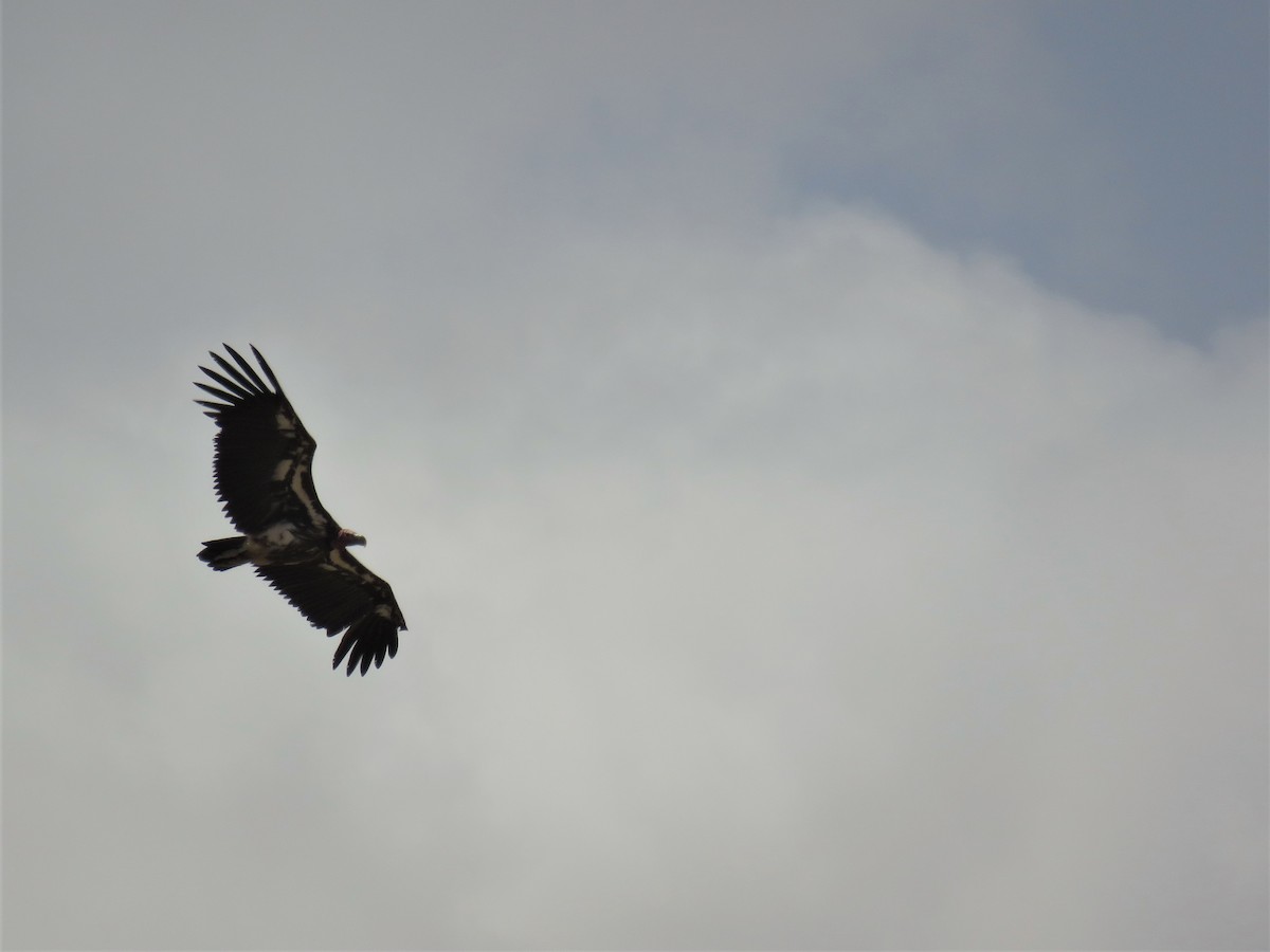 Lappet-faced Vulture - Nicholas Fordyce - Birding Africa