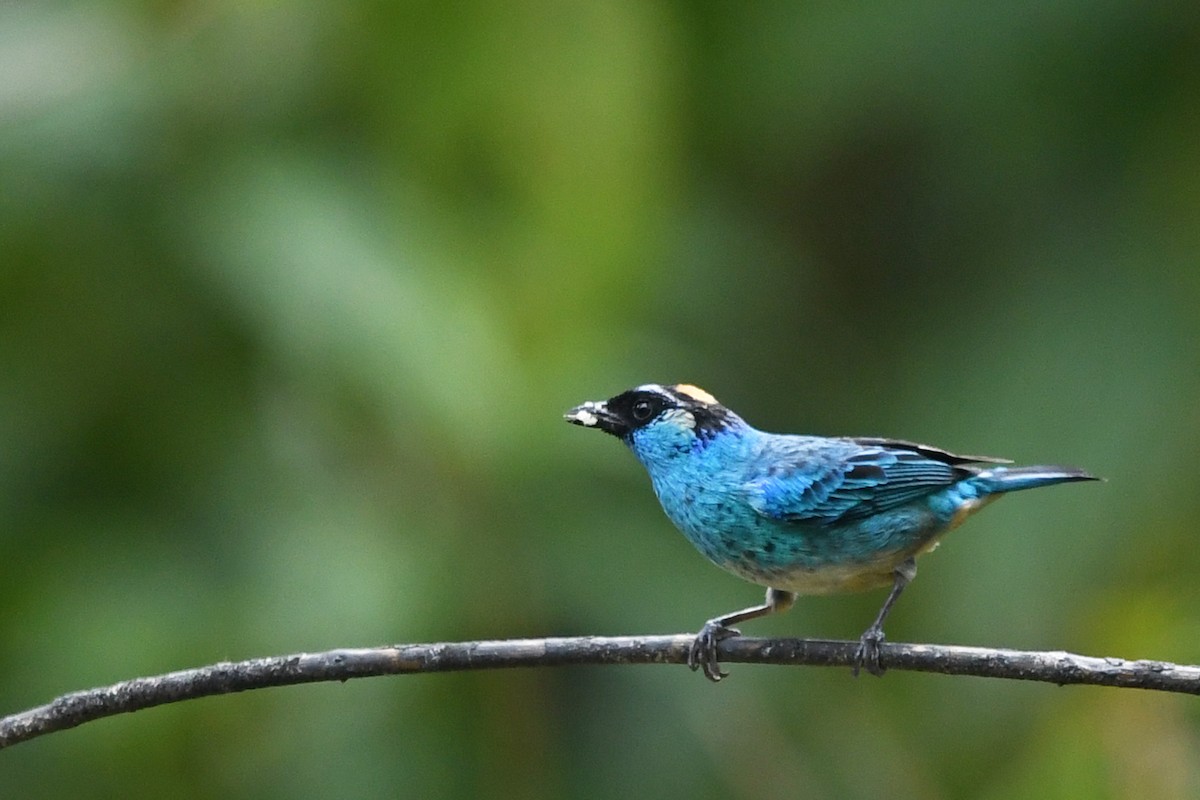 Golden-naped Tanager - Marie O'Neill