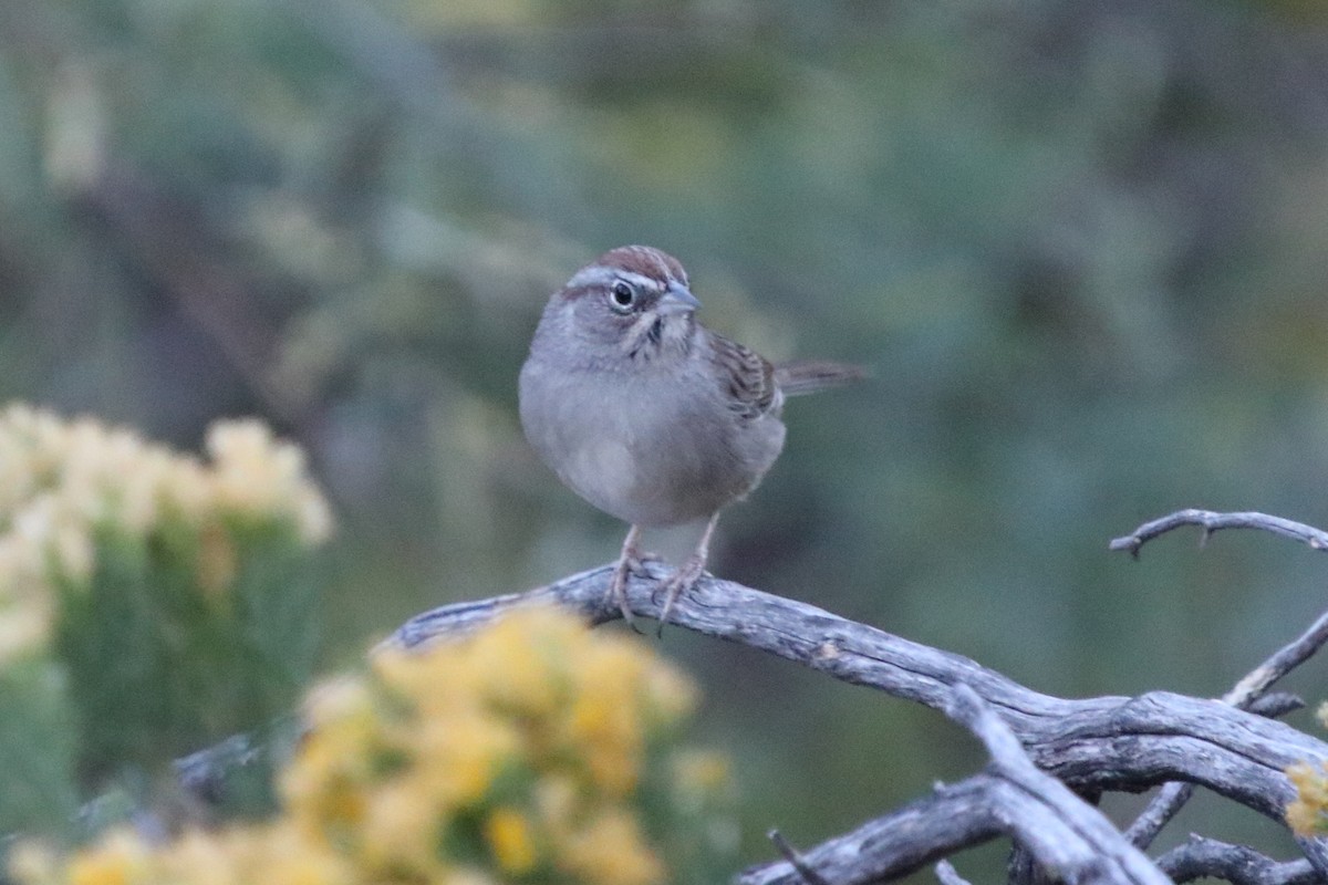 Rufous-crowned Sparrow - ML186005451