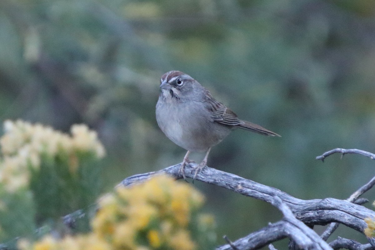 Rufous-crowned Sparrow - ML186005461