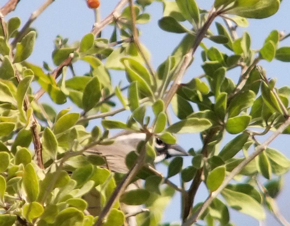 Black-throated Sparrow - ML186007861