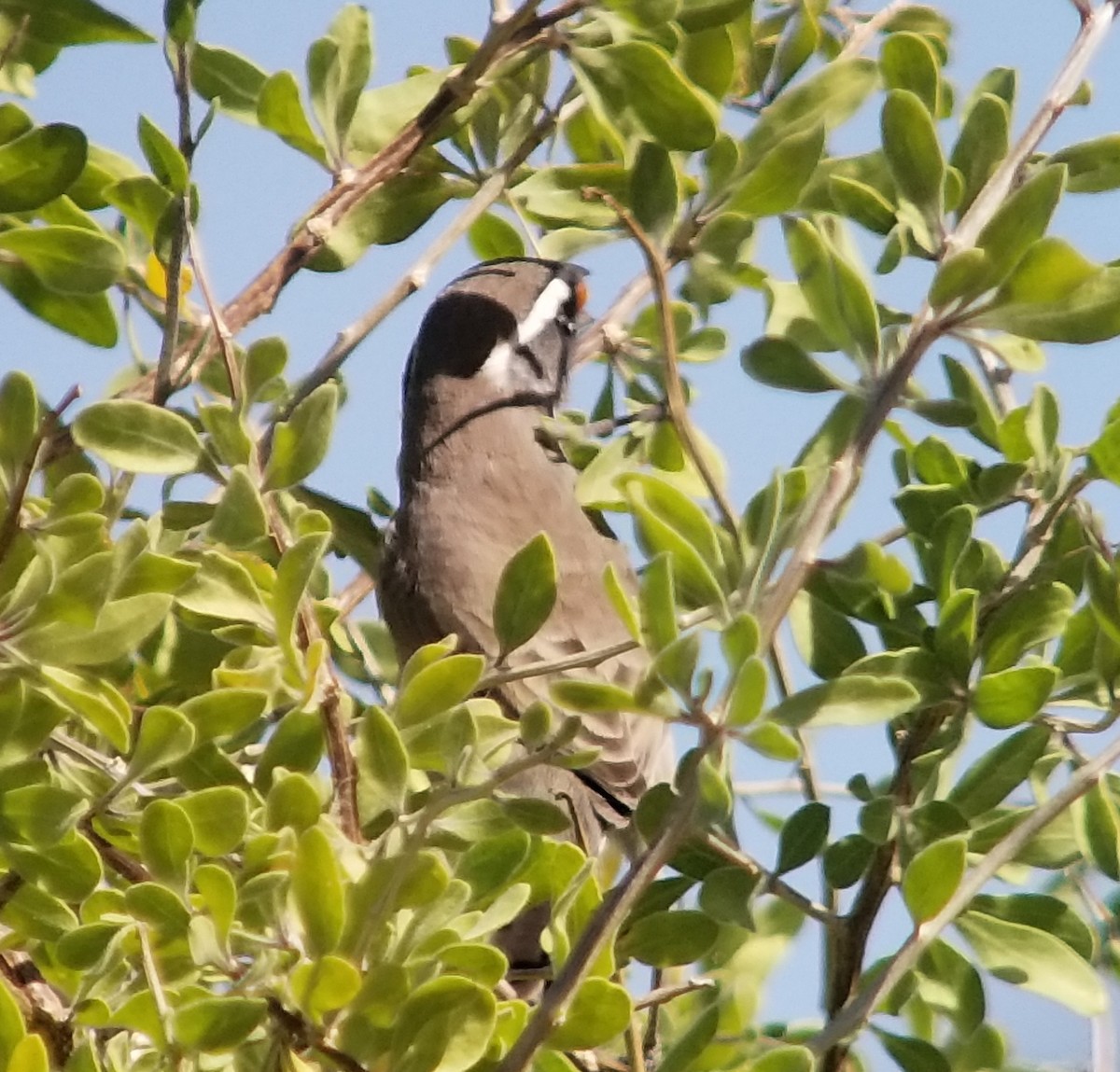 Black-throated Sparrow - ML186007881