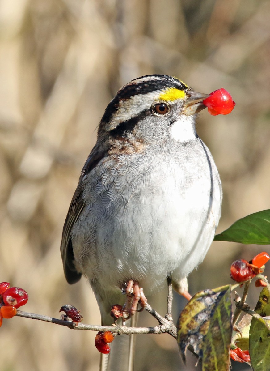 White-throated Sparrow - William Parkin