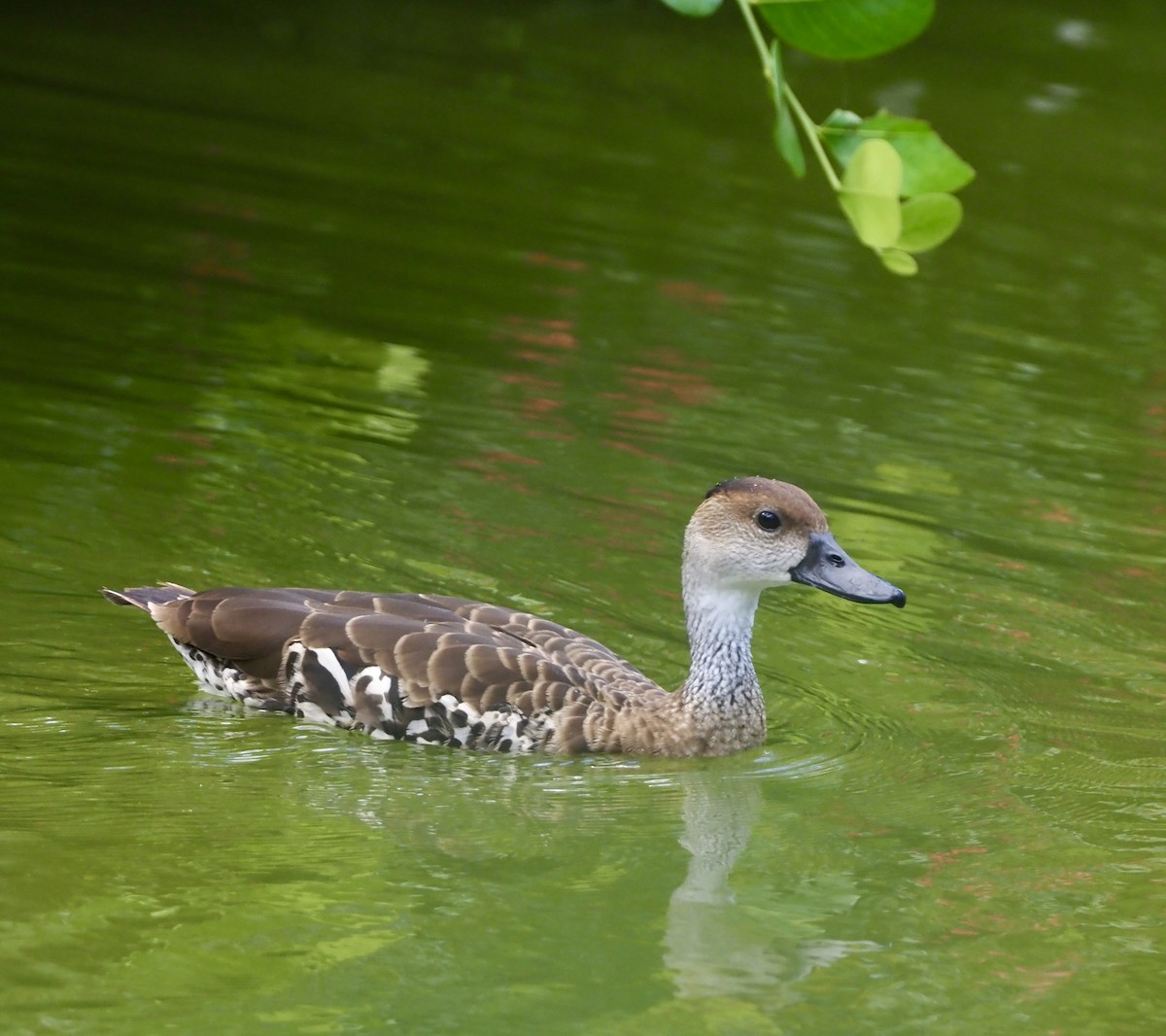 West Indian Whistling-Duck - Yve Morrell