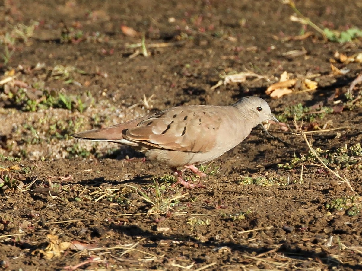 Ruddy Ground Dove - ML186009651