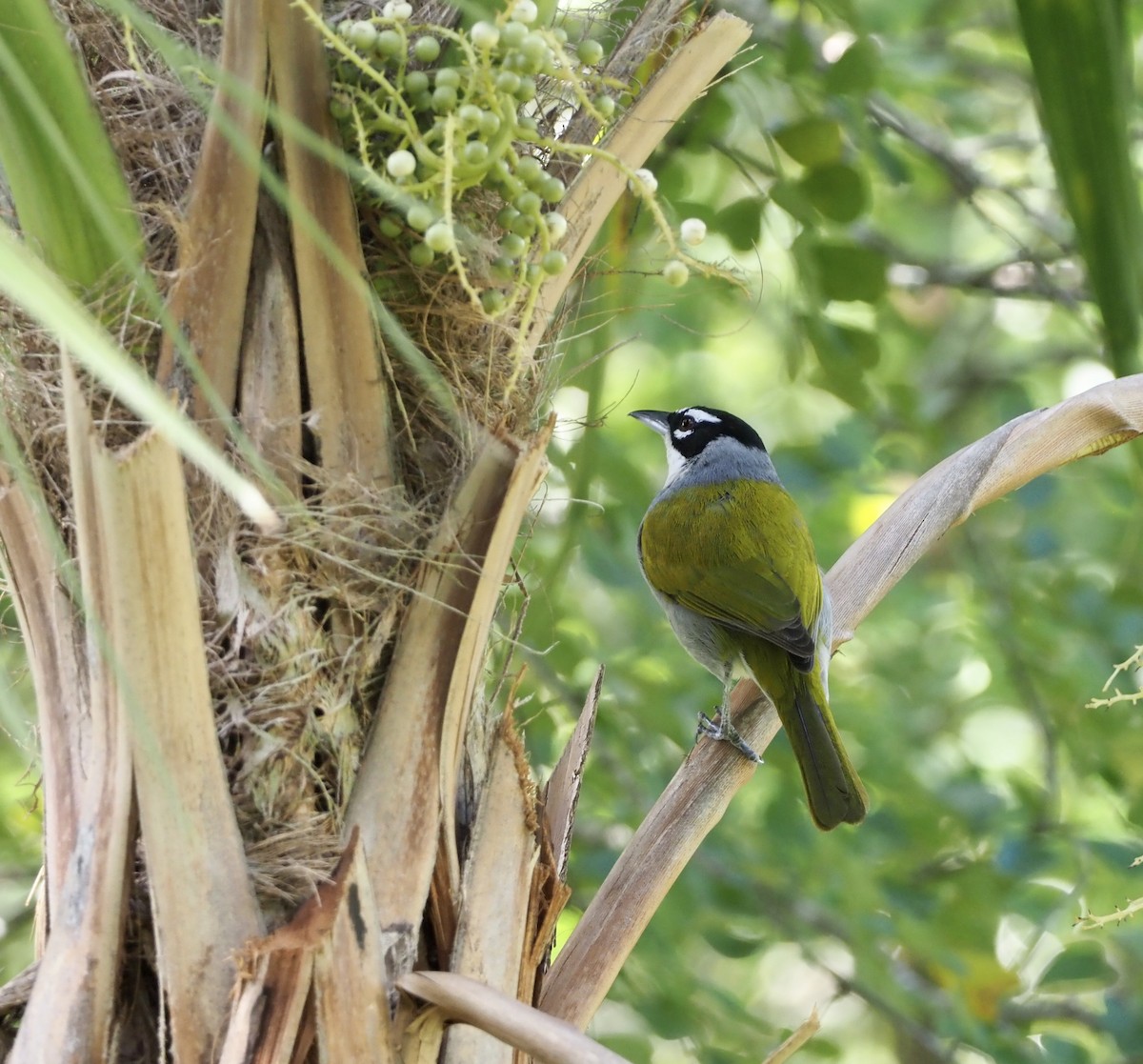 Black-crowned Palm-Tanager - ML186009751