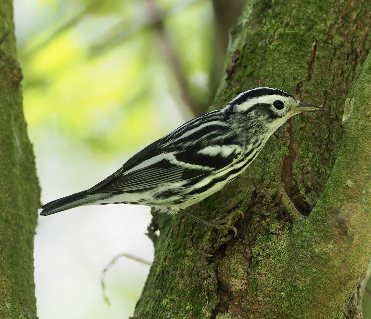 Black-and-white Warbler - ML186009771