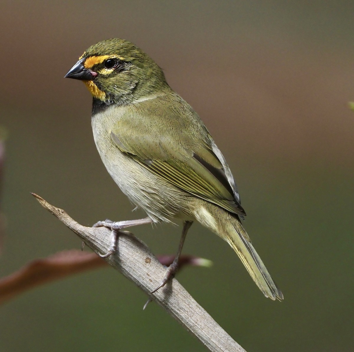 Yellow-faced Grassquit - Yve Morrell