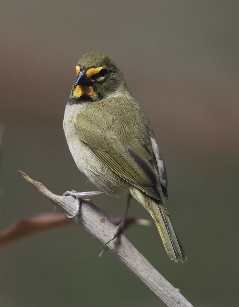Yellow-faced Grassquit - Yve Morrell