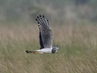  - Long-winged Harrier