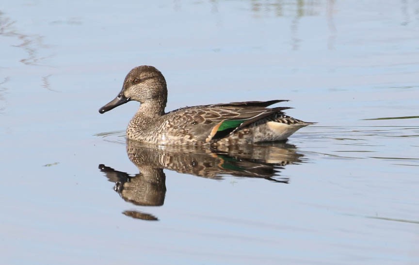 Green-winged Teal - ML186013891