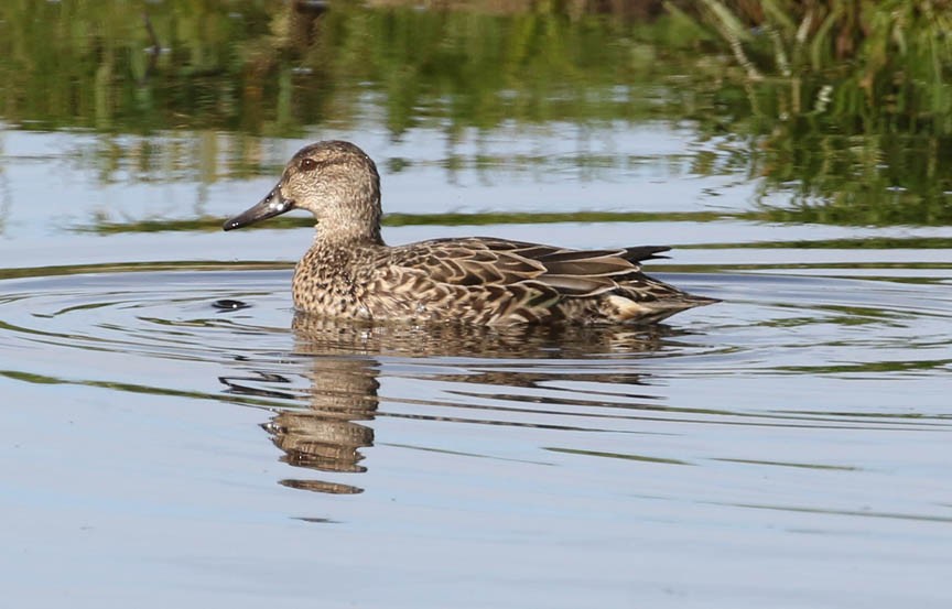 Green-winged Teal - ML186013901