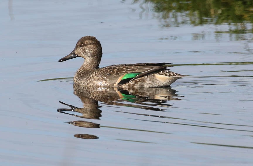 Green-winged Teal - ML186013911