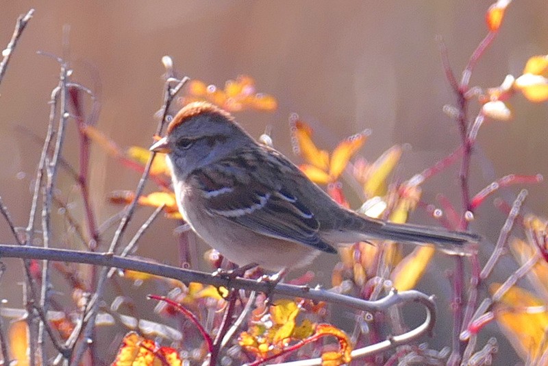 American Tree Sparrow - ML186016161