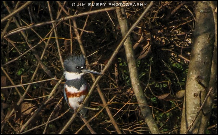 Belted Kingfisher - ML186018131