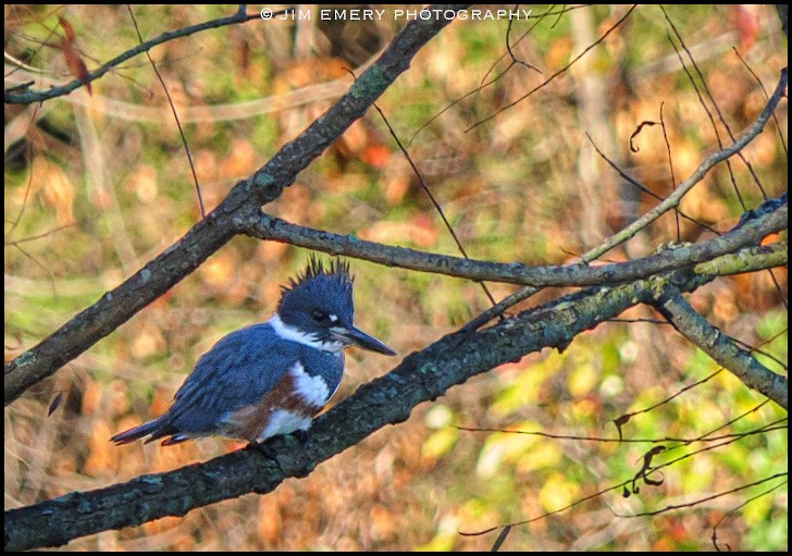 Belted Kingfisher - ML186018141