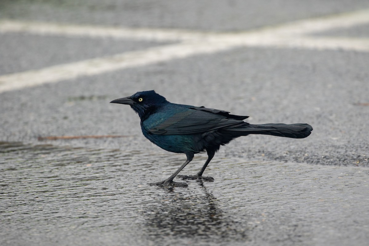 Boat-tailed Grackle - ML186018261