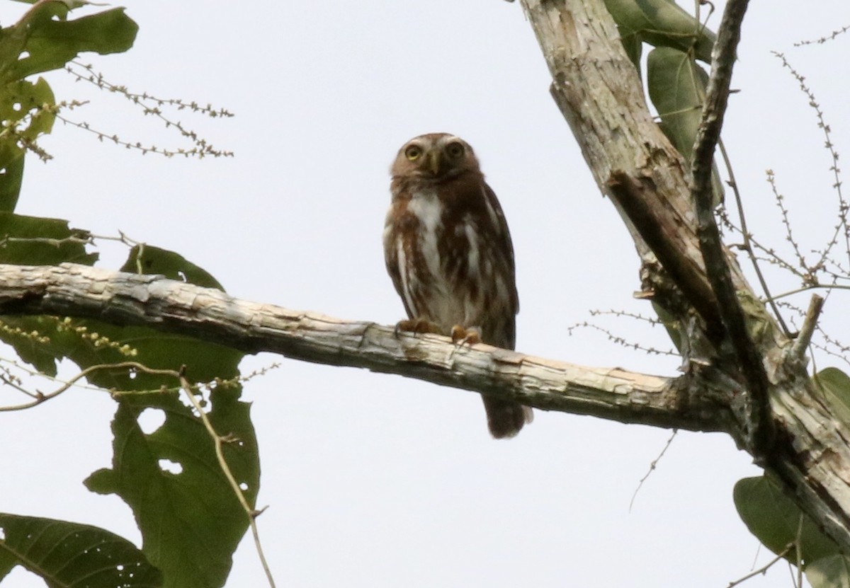 Ferruginous Pygmy-Owl - ML186019211