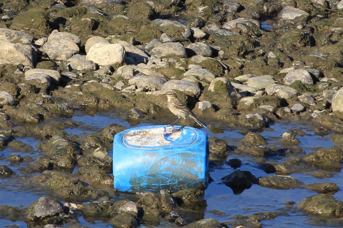 Water Pipit - ML186023201