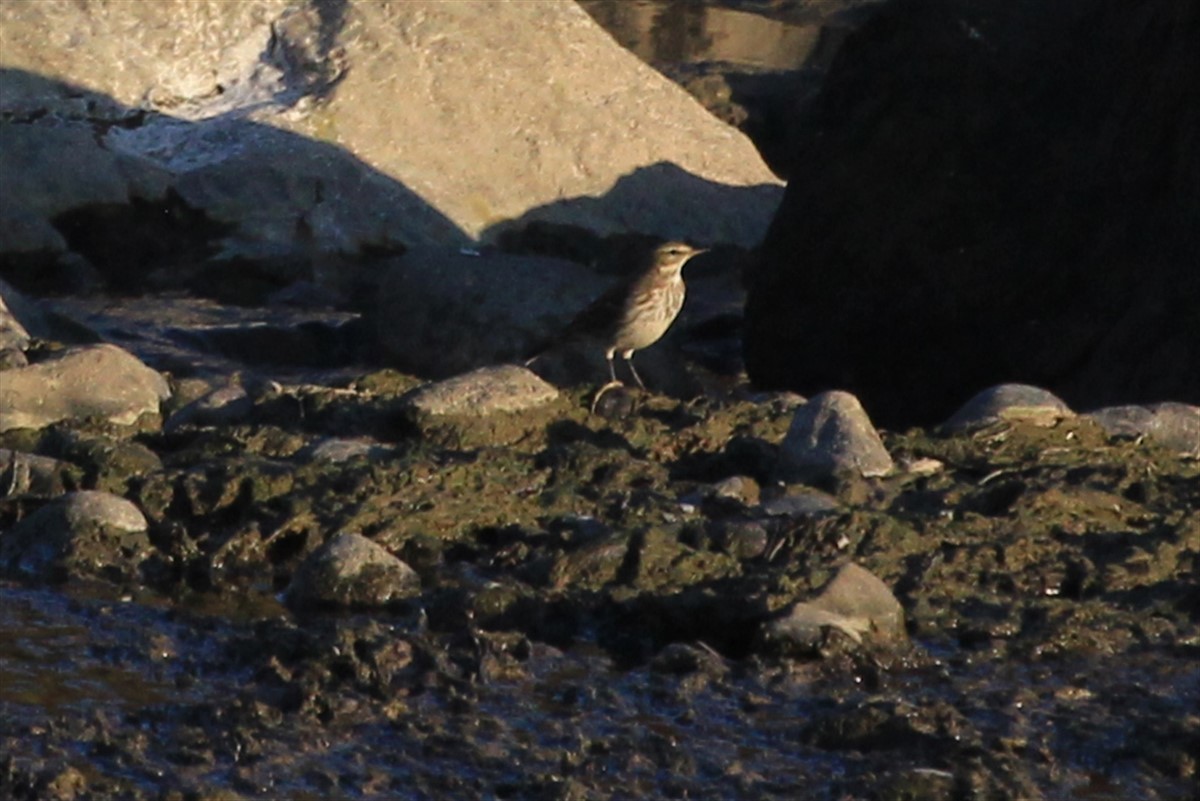 Water Pipit - ML186023211