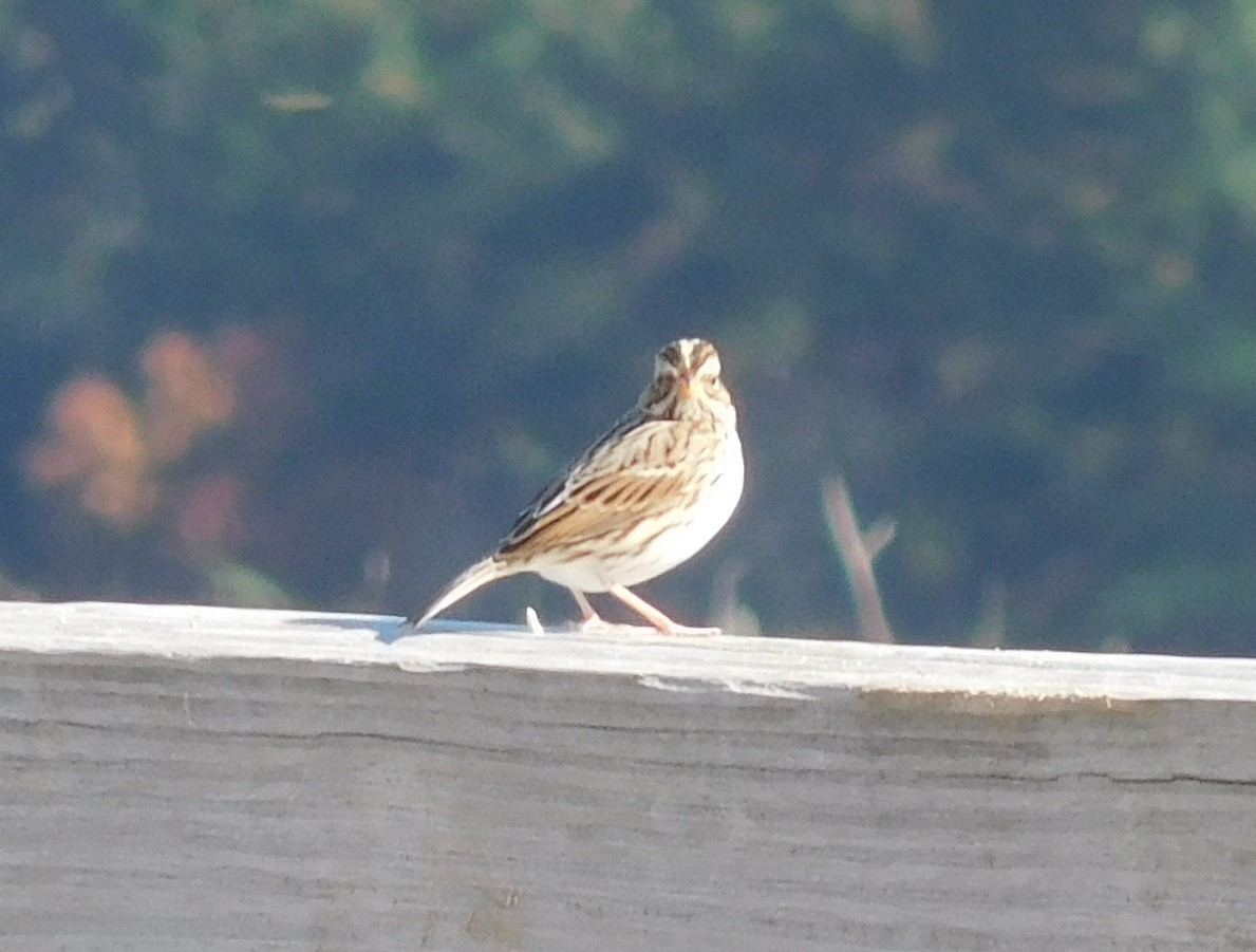 Savannah Sparrow - ML186023541