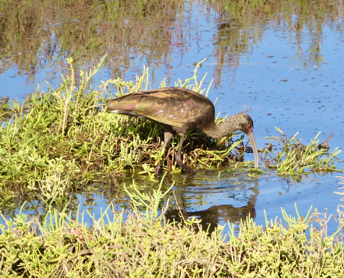 White-faced Ibis - Terry Hill