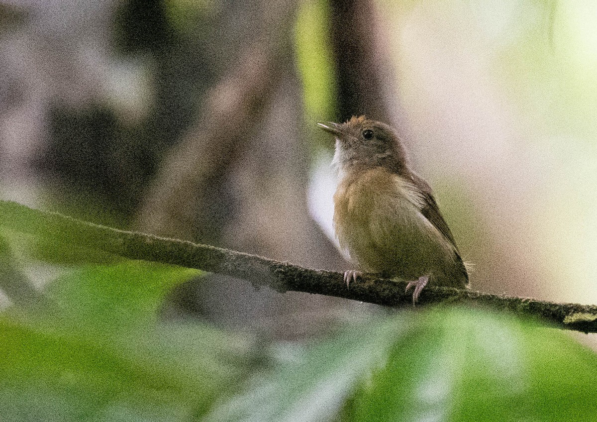 Tawny-crowned Greenlet - ML186026921